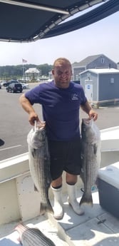 Hybrid Striped Bass, Striped Bass Fishing in Barnstable, Massachusetts