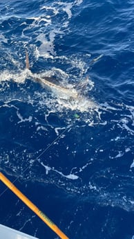 Striped Marlin Fishing in San Juan, Puerto Rico