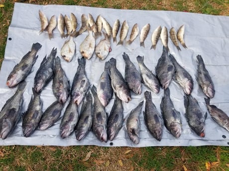 Black Seabass, Perch, Scup / Porgy Fishing in Wrightsville Beach, North Carolina