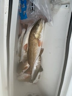 Fishing in Galveston, Texas