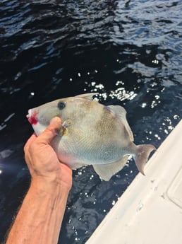 Fishing in Galveston, Texas