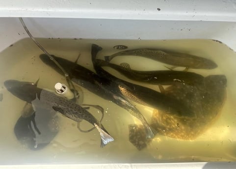 Flounder, Speckled Trout Fishing in Bolivar Peninsula, Texas