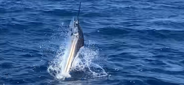 Sailfish Fishing in West Palm Beach, Florida