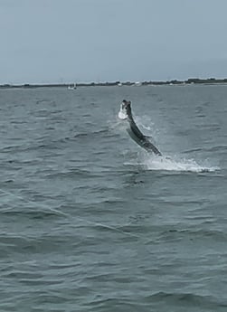 Tarpon Fishing in