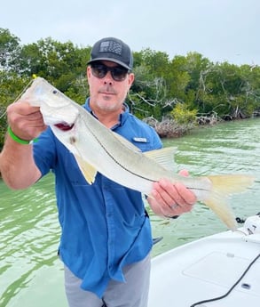 Snook Fishing in Tavernier, Florida