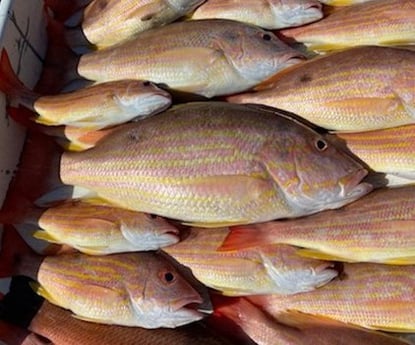 Gag Grouper fishing in Fort Myers Beach, Florida