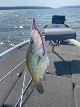 Fishing in Dardanelle, Arkansas