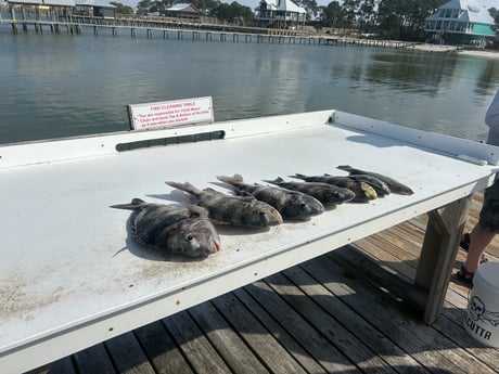 Fishing in Gulf Shores, Alabama