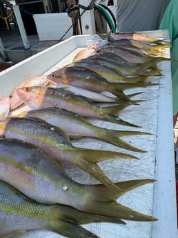 Fishing in Marathon, Florida