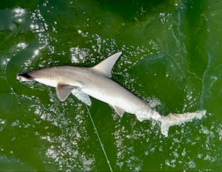 Fishing in Tampa, Florida