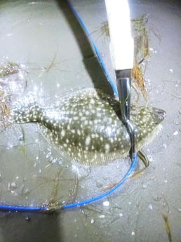 Flounder Fishing in Rio Hondo, Texas