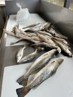 Fishing in Theodore, Alabama