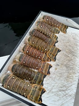 Lobster Fishing in Fort Lauderdale, Florida
