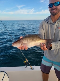 Mangrove Snapper Fishing in Sarasota, Florida