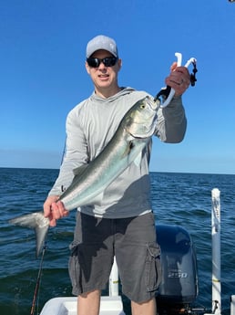 Bluefish Fishing in Galveston, Texas