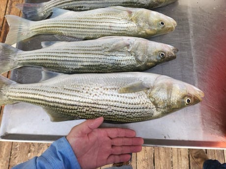 Fishing in Durant, Oklahoma