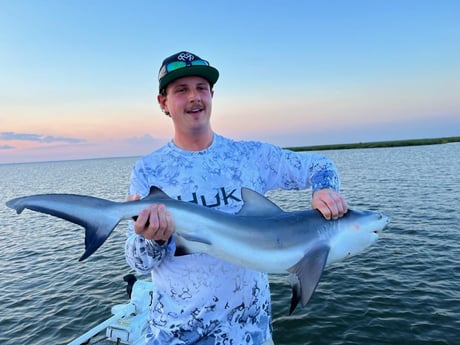 Blacktip Shark Fishing in New Orleans, Louisiana