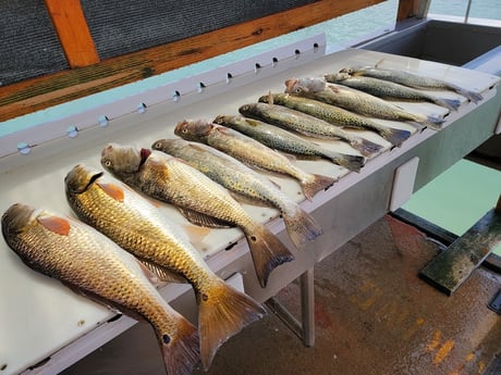 Redfish, Speckled Trout / Spotted Seatrout Fishing in Rio Hondo, Texas