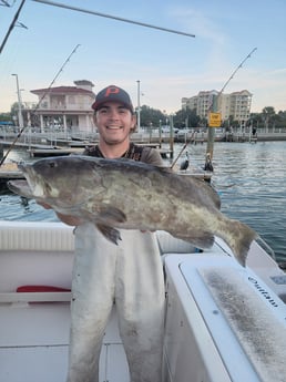 Gag Grouper Fishing in Clearwater, Florida