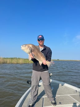 Black Drum Fishing in Boothville-Venice, Louisiana