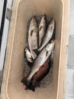 Fishing in Gulf Shores, Alabama