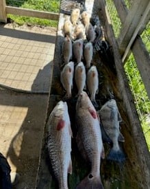 Black Drum, Redfish Fishing in Venice, Louisiana