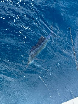 Fishing in Hatteras, North Carolina