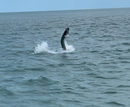 Tarpon Fishing in Summerland Key, Florida