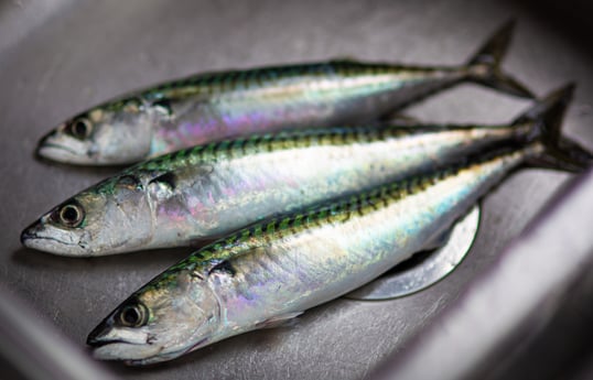 Atlantic Mackerel Fishing in