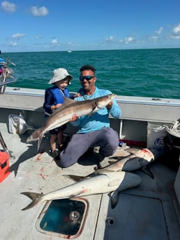 Cobia Fishing in