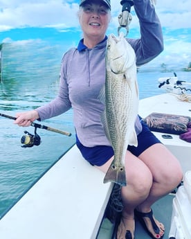 Redfish Fishing in Sarasota, Florida