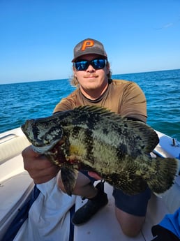 Tripletail Fishing in Clearwater, Florida