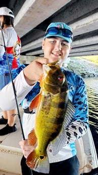 Peacock Bass Fishing in Delray Beach, Florida