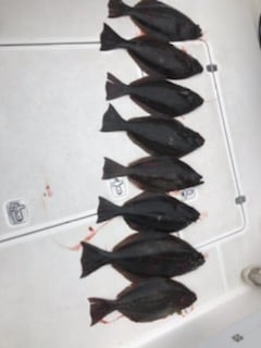 Fishing in San Jose, California