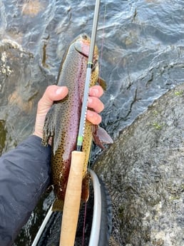 Rainbow Trout Fishing in Hume, California
