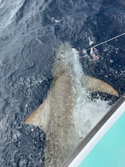 Fishing in Miami Beach, Florida