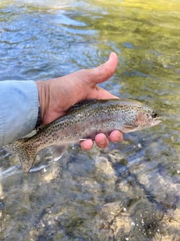 Fishing in Hume, California