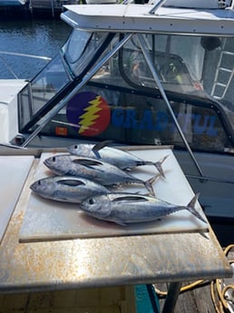 Blackfin Tuna fishing in Pompano Beach, Florida