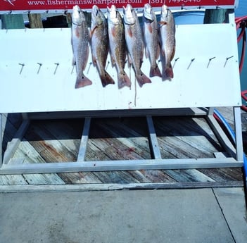 Fishing in Aransas Pass, Texas