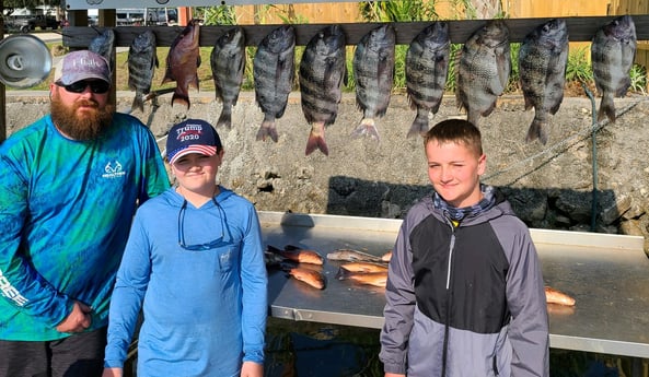 Hogfish, Sheepshead Fishing in Crystal River, Florida