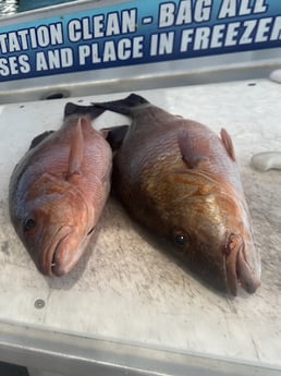 Fishing in Destin, Florida