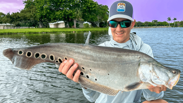 Clown Knifefish Fishing in