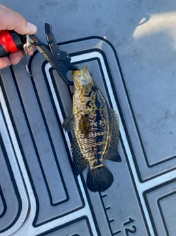 Fishing in Pembroke Pines, Florida