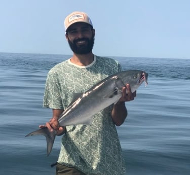 Bluefish Fishing in Barnstable, Massachusetts
