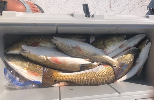 Redfish Fishing in Rockport, Texas