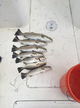Speckled Trout / Spotted Seatrout fishing in Rodanthe, North Carolina