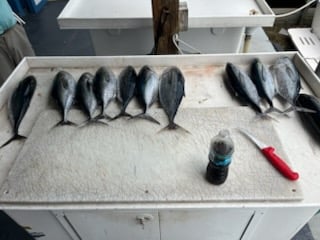 Fishing in Tavernier, Florida