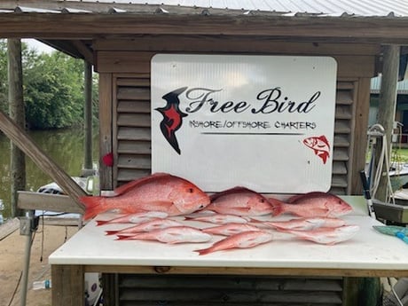 Red Snapper Fishing in Gulf Shores, Alabama