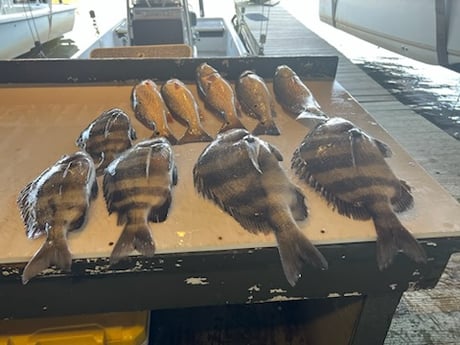 Redfish, Sheepshead Fishing in Buras, Louisiana