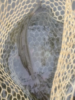 Fishing in Broken Bow, Oklahoma